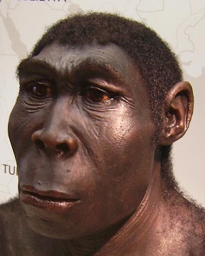 homo_erectus_new