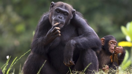 chimpanzee-with-baby
